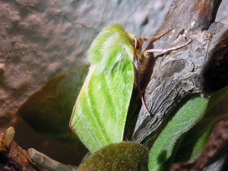 Pseudoips prasinana (Nolidae)